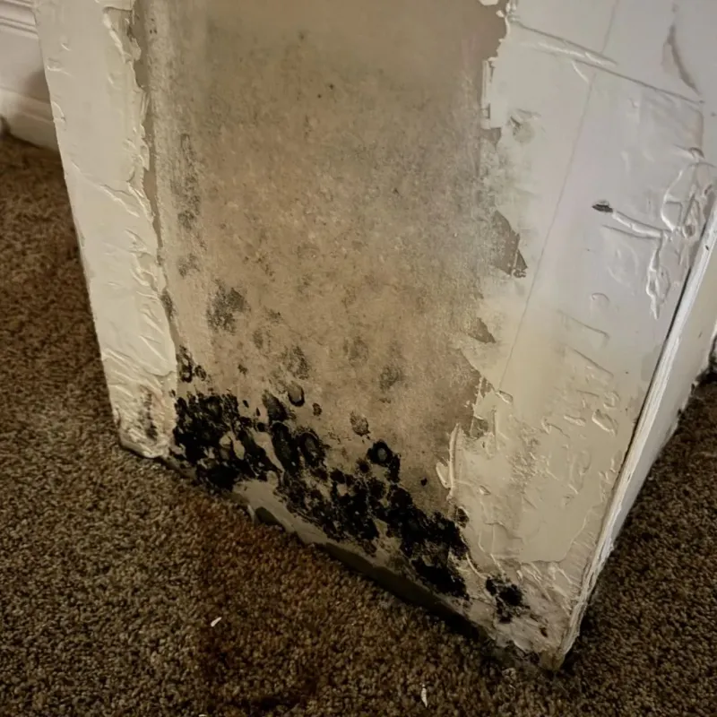 Professional Mold Removal in Mount Carmel, OH